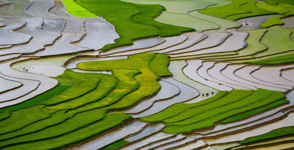 Terraced rice field in water season in Mu Cang Chai, Yen Bai province, Vietnam