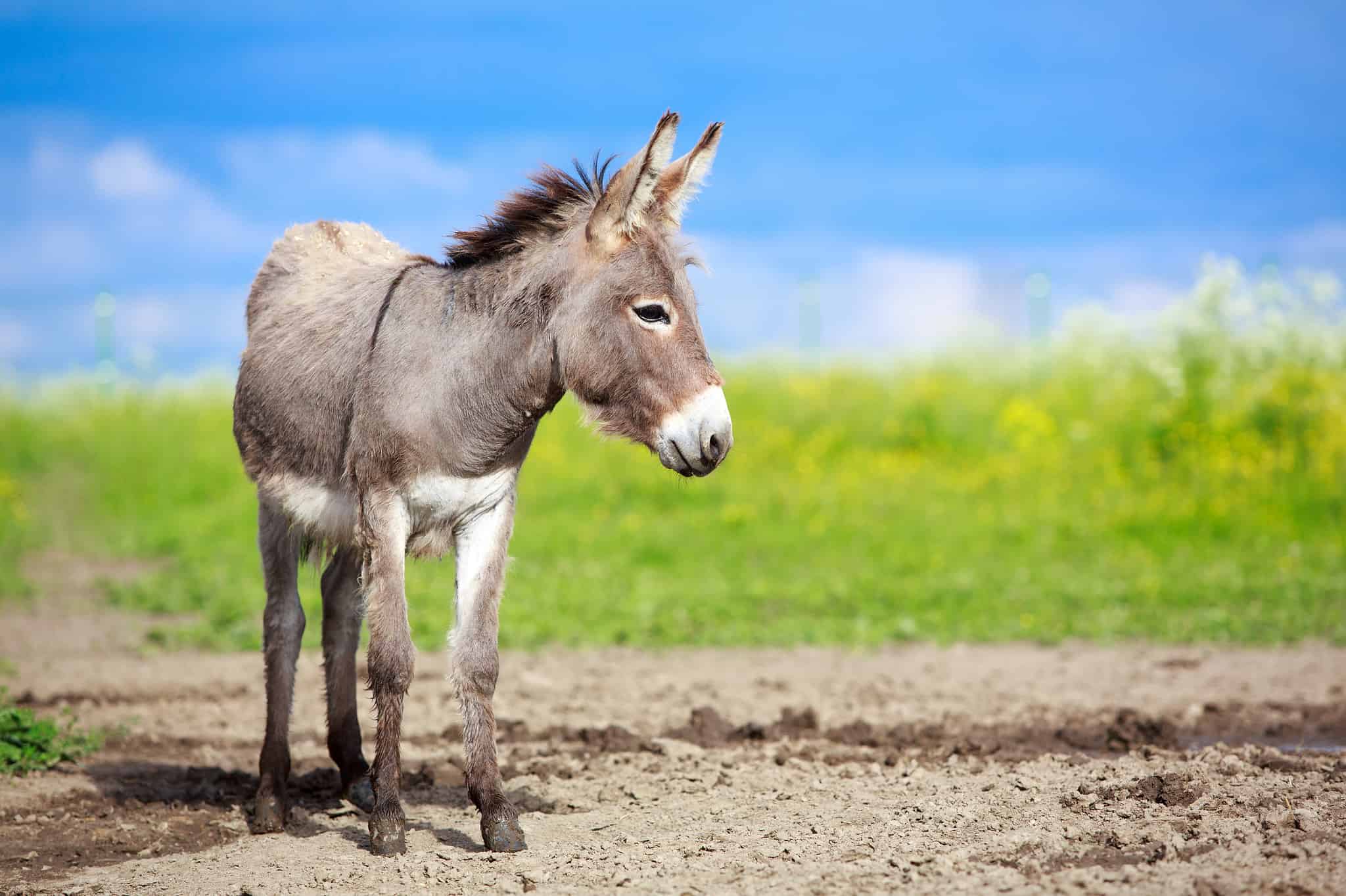 Incredible Donkey Facts AZ Animals Slideshows