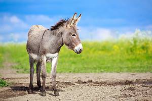 Donkey Prices 2024: Purchase Cost, Supplies, Food, and More! Picture