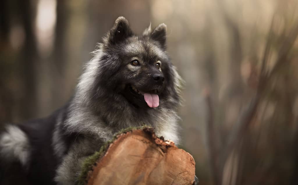 Fluffy,Gray,Dog,In,The,Forest.