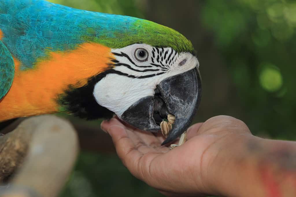 Hand feeding a parrot