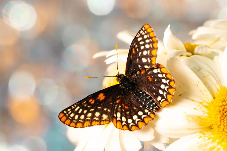 Baltimore Checkerspot Butterfly