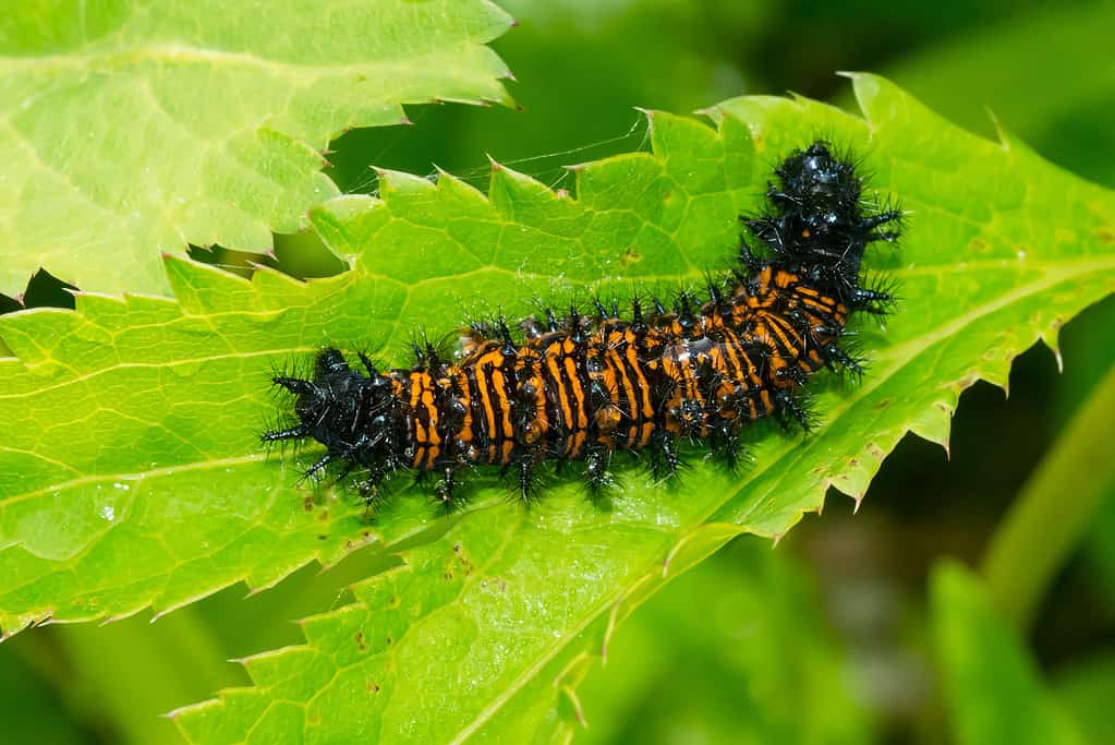 Baltimore Checkerspot Butterfly Caterpillar