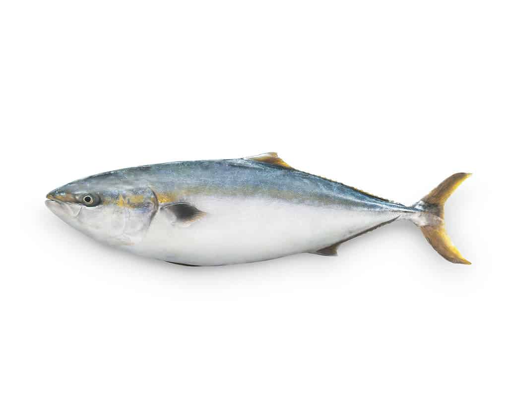 The buri fish or Seriola quinqueradiata against a white background.