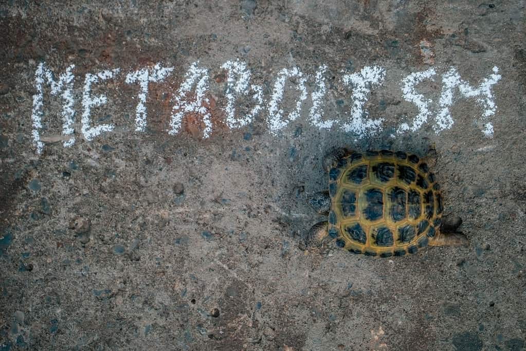 Turtle Walking on Ground with Metabolism Written Out