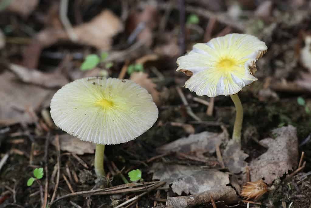 yellow field cap