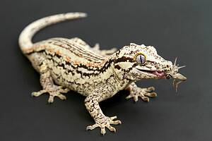 A black and yellow Rhacodactylus auriculatus or gargoyle gecko eating a cricket.