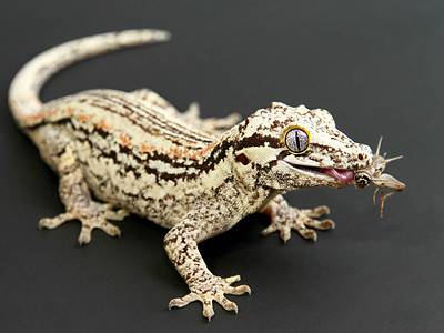 Gargoyle Gecko Picture