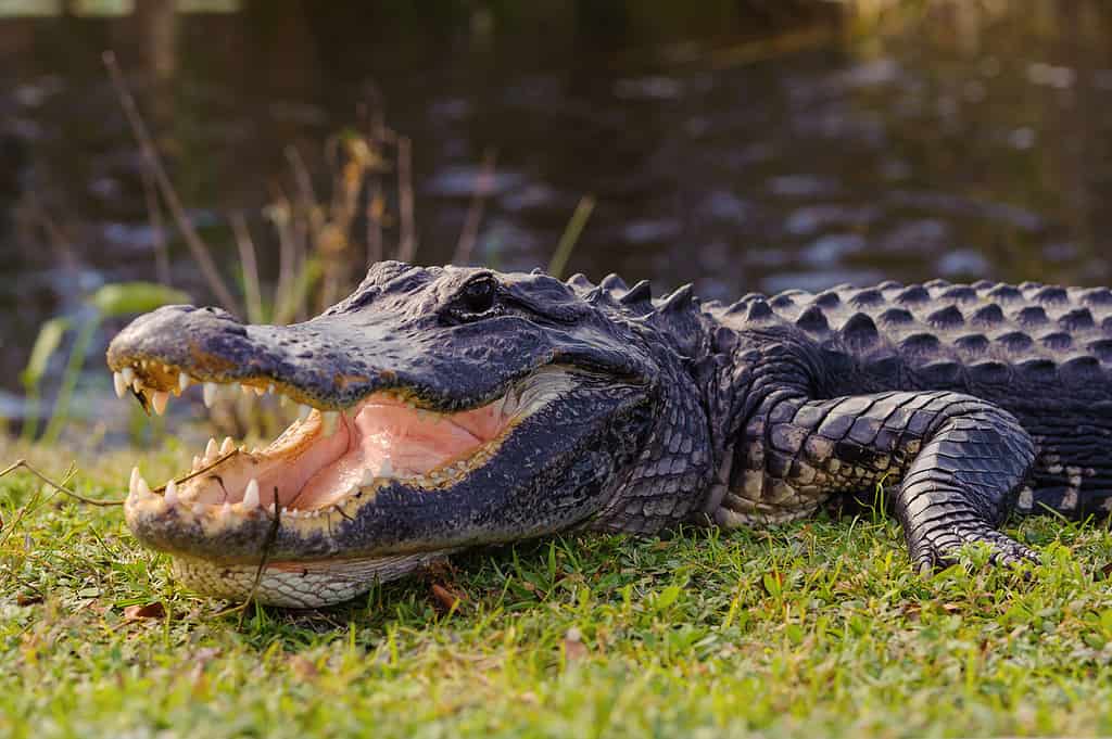 alligator on grass