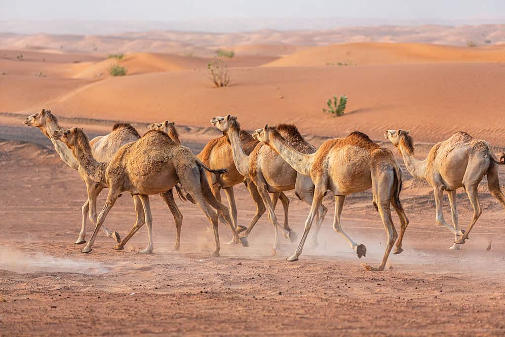 On average, camels can reach speeds of up to 25 miles per hour