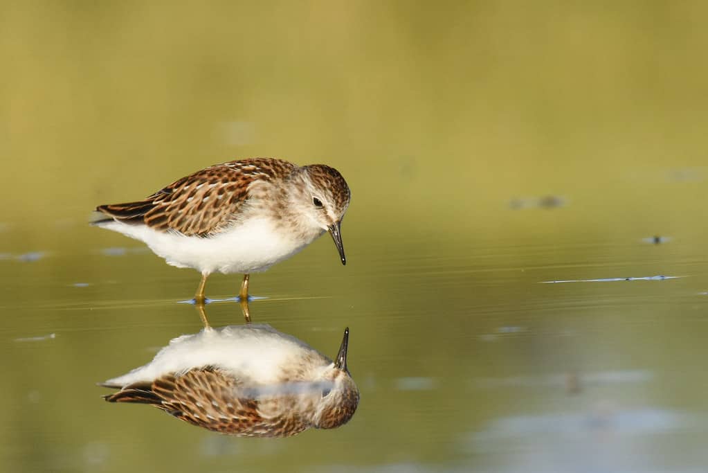 Least sandpiper reflecting in the water