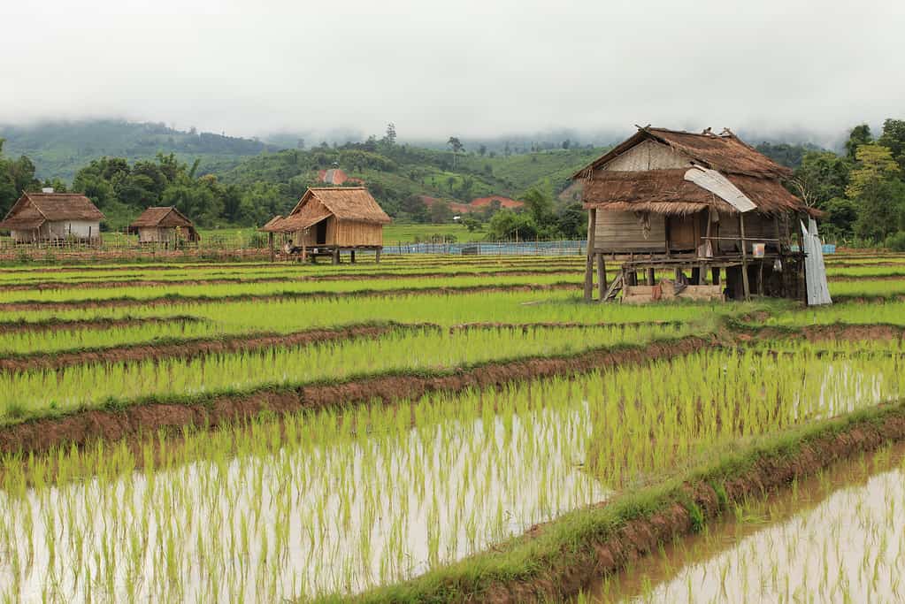 Cottage, Paddy field, Rice