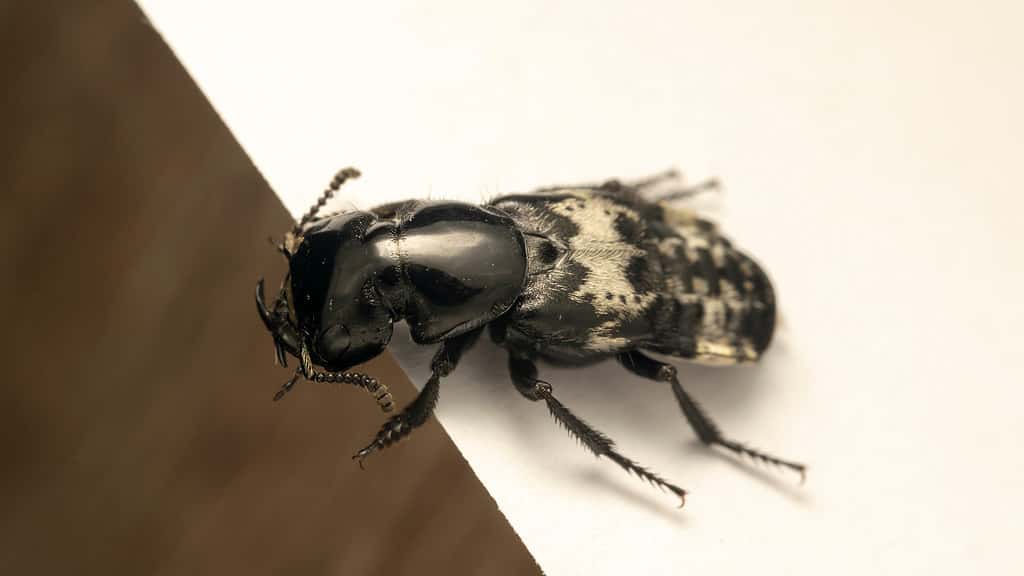 hairy rove beetle