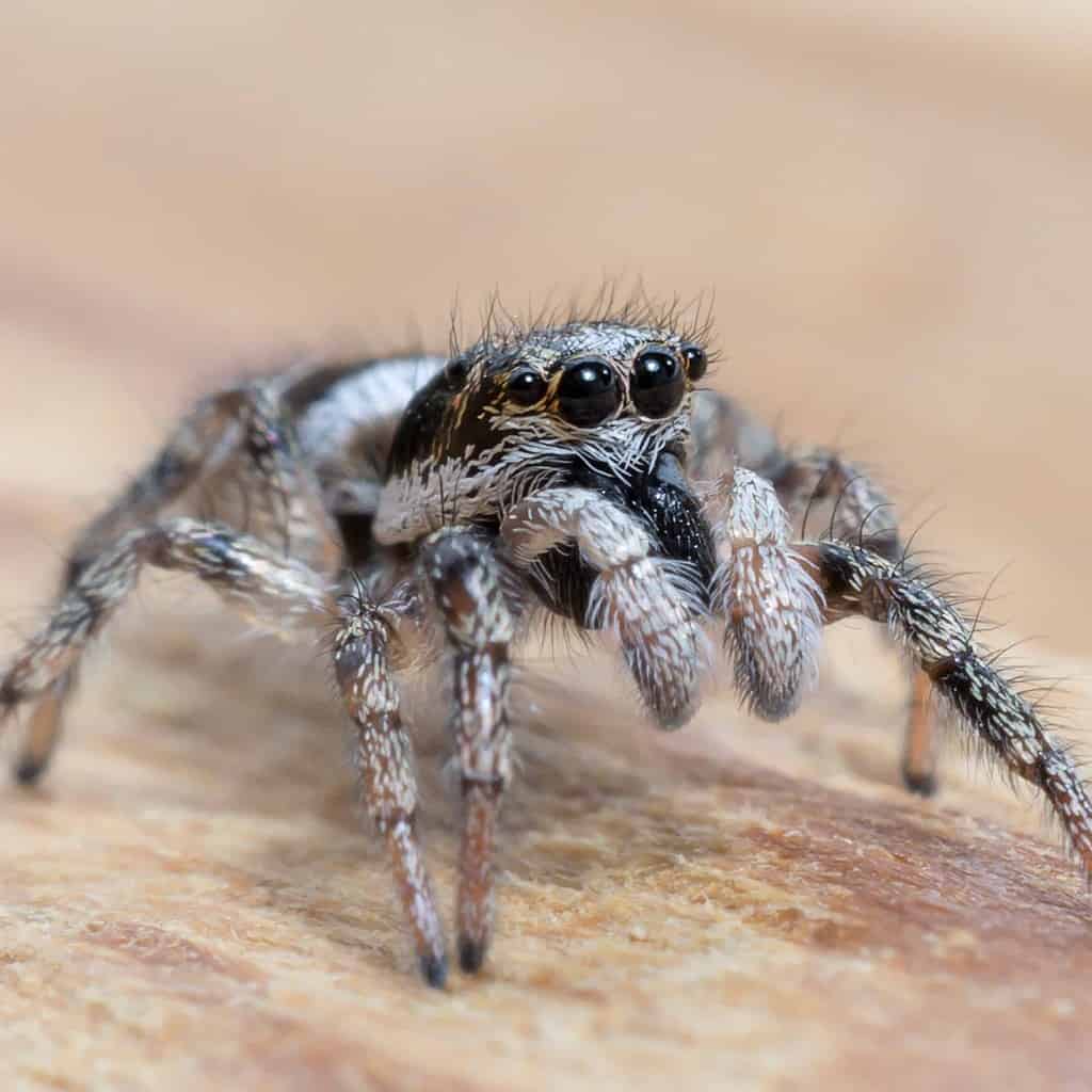 Close-up of a Zebra Jumping Spider