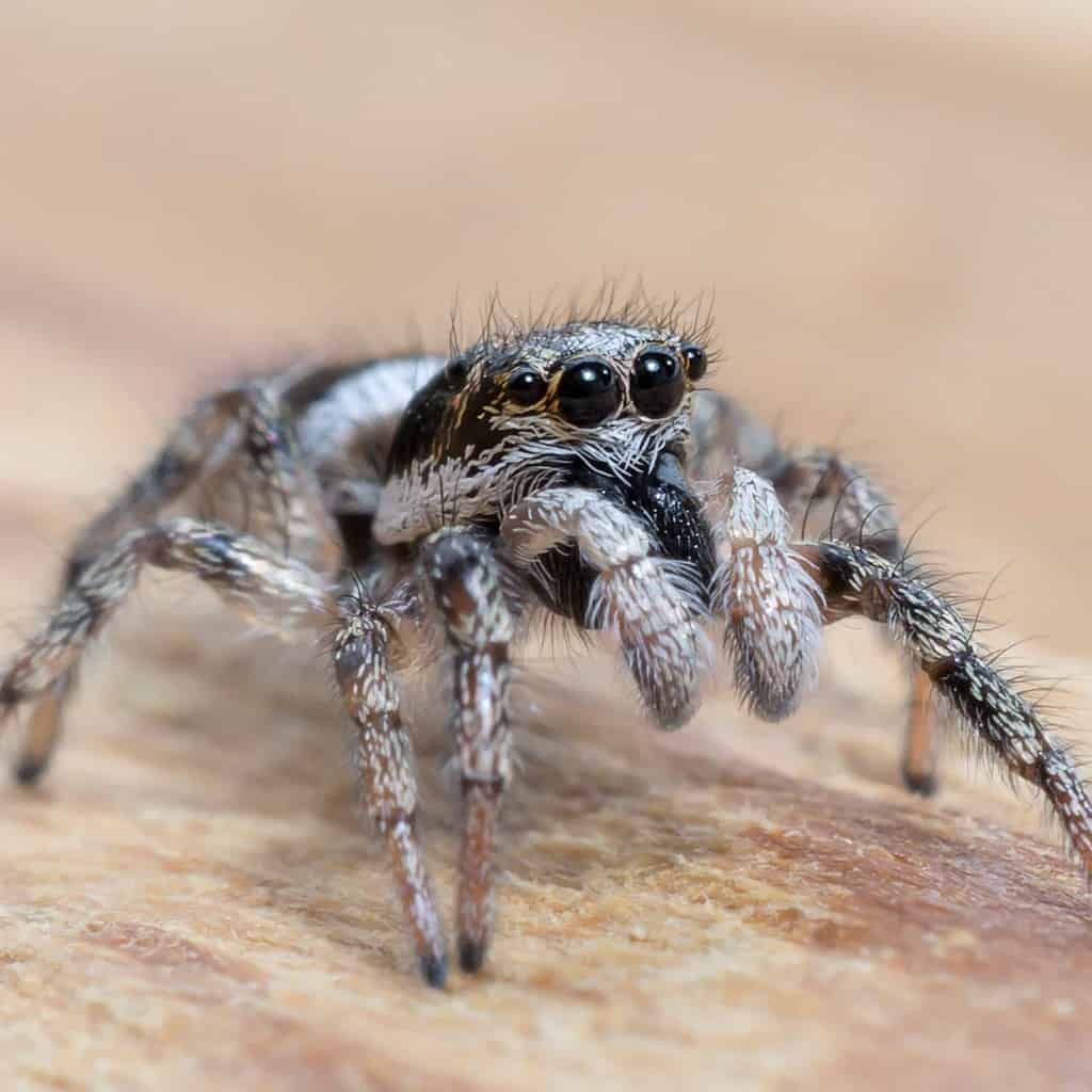 Zebra Jumping Spider