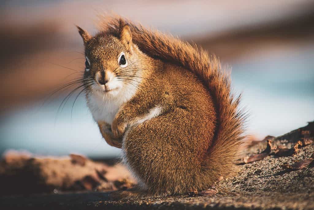 Beautiful,Little,Squirrel,In,The,Forest