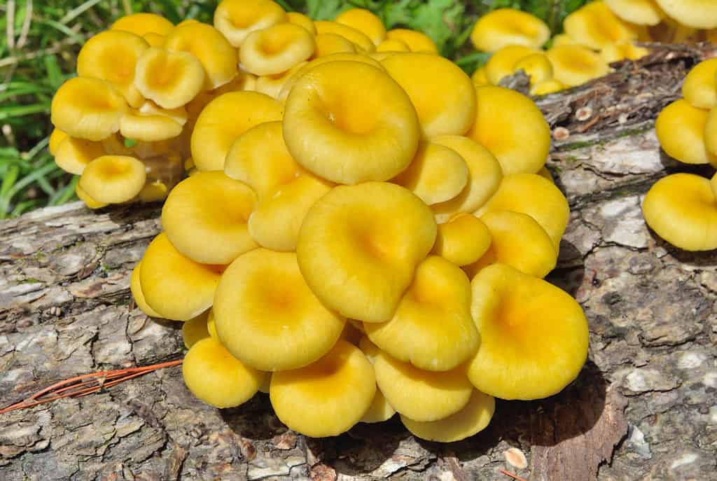 Pleurotus citrinopileatus golden oyster mushroom