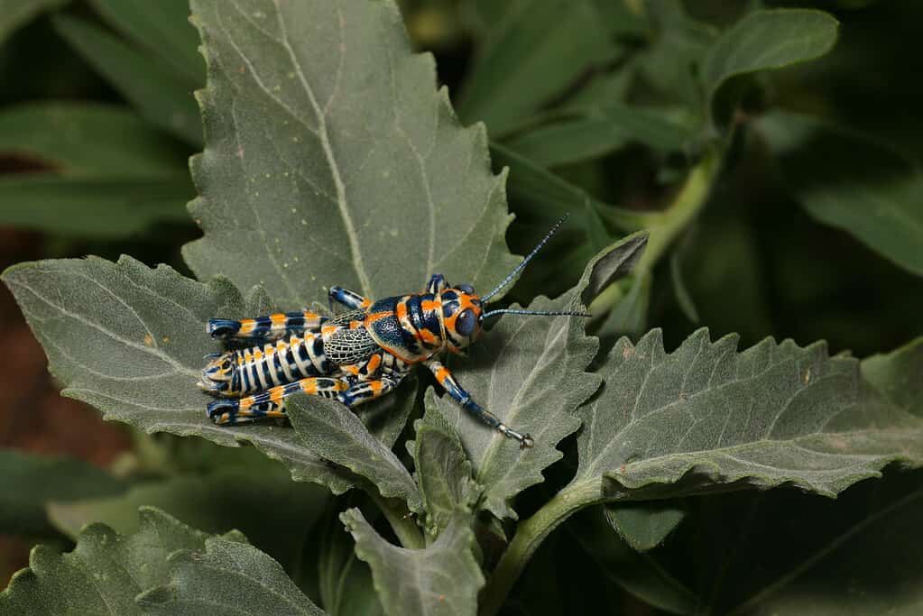Dactylotum bicolor, rainbow grasshopper