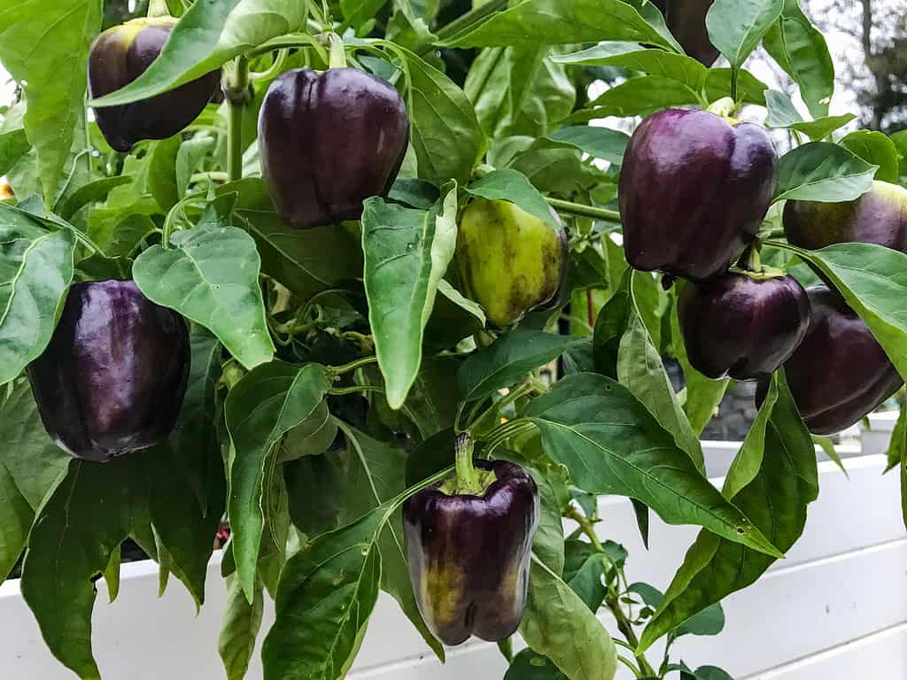 Purple bell peppers