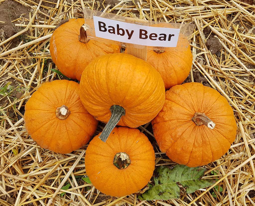 Six small, round, uniform, creamy orange pie pumpkins are visible in the frame on a bed of straw. There is a white sign with black lettering that says "Baby Bear," which is a variety of pie pumpkin. 