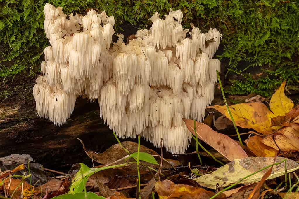 Hericium erinaceus or lion's mane growing out of the side of a tree.