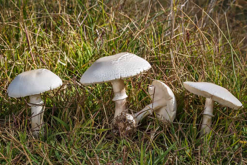 white dappling mushrooms