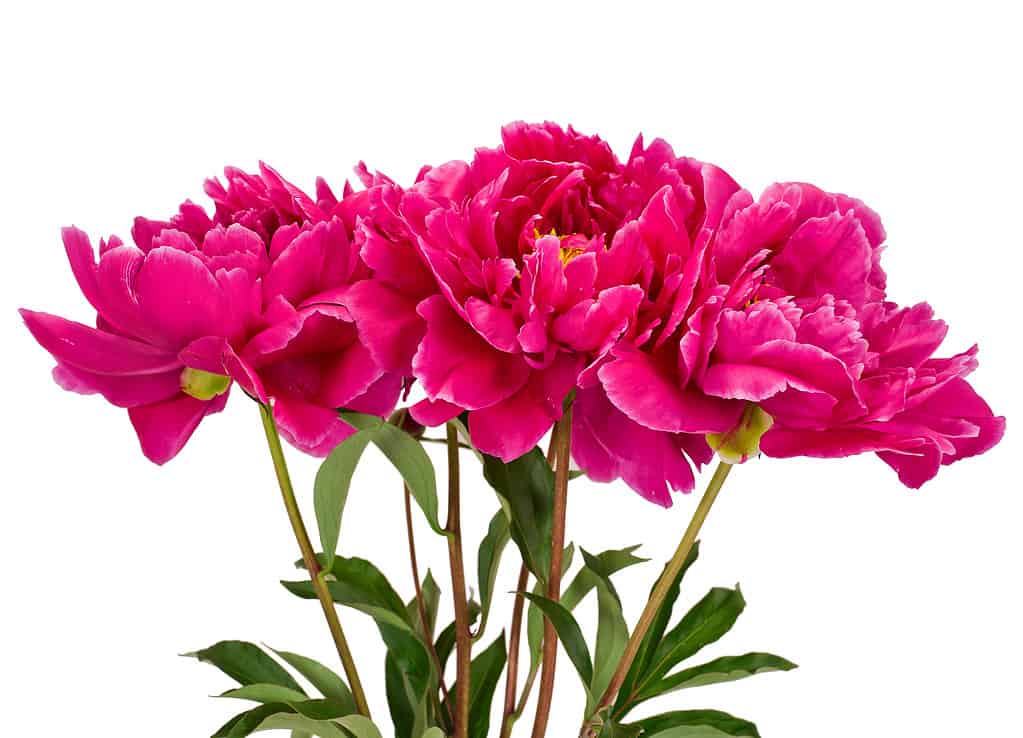 Pink peony flowers (Paeonia lactiflora) isolated on a white background.
