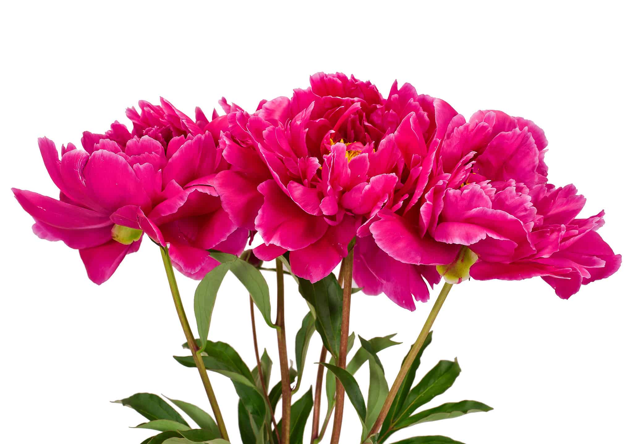 How to Grow Peonies: Your Complete Guide