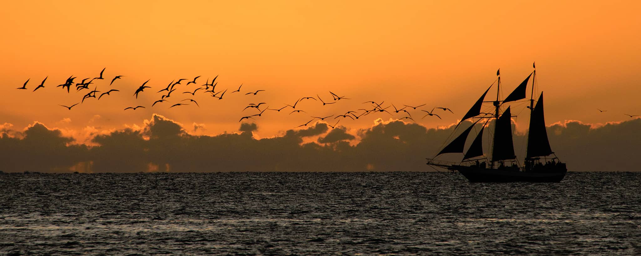 Discover the Official Florida State Saltwater Fish (And Where You Can