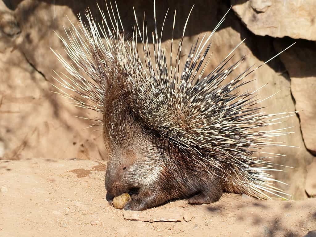 Porcupine in defensive pose