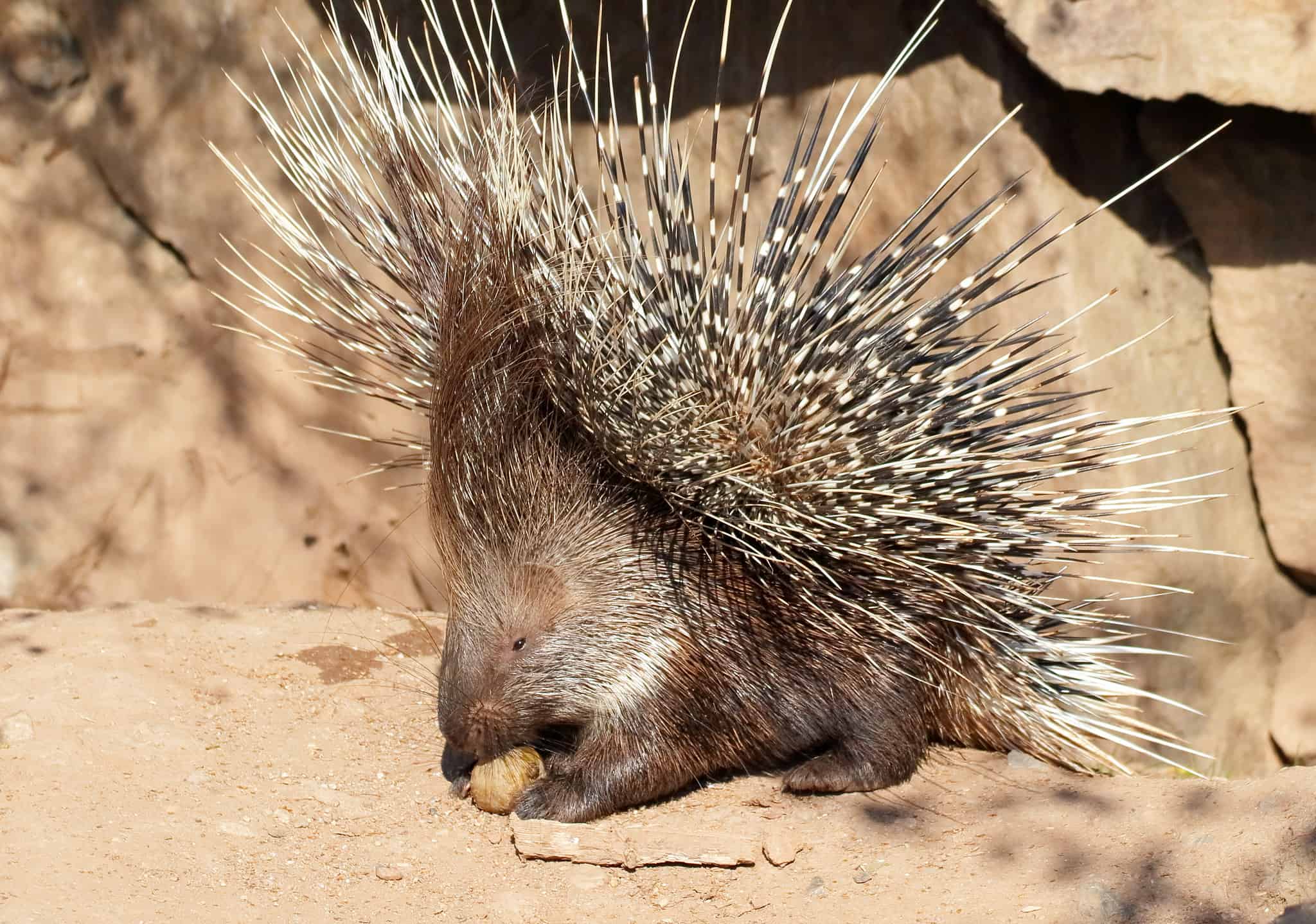 Do Porcupines Shoot Their Quills AZ Animals