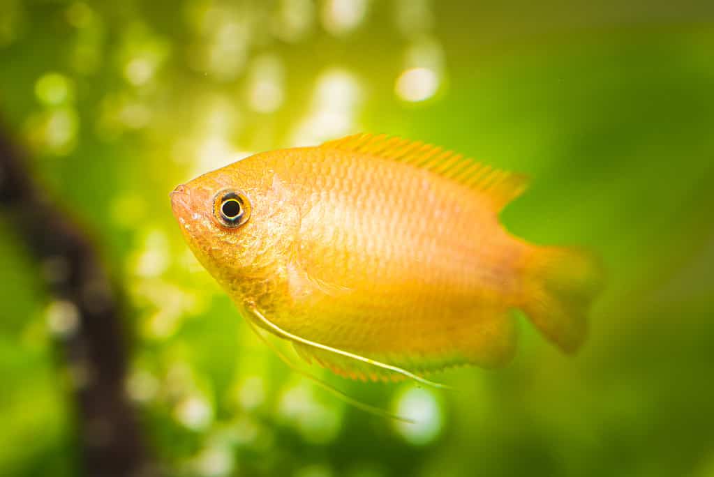 yellow freshwater tropical fish