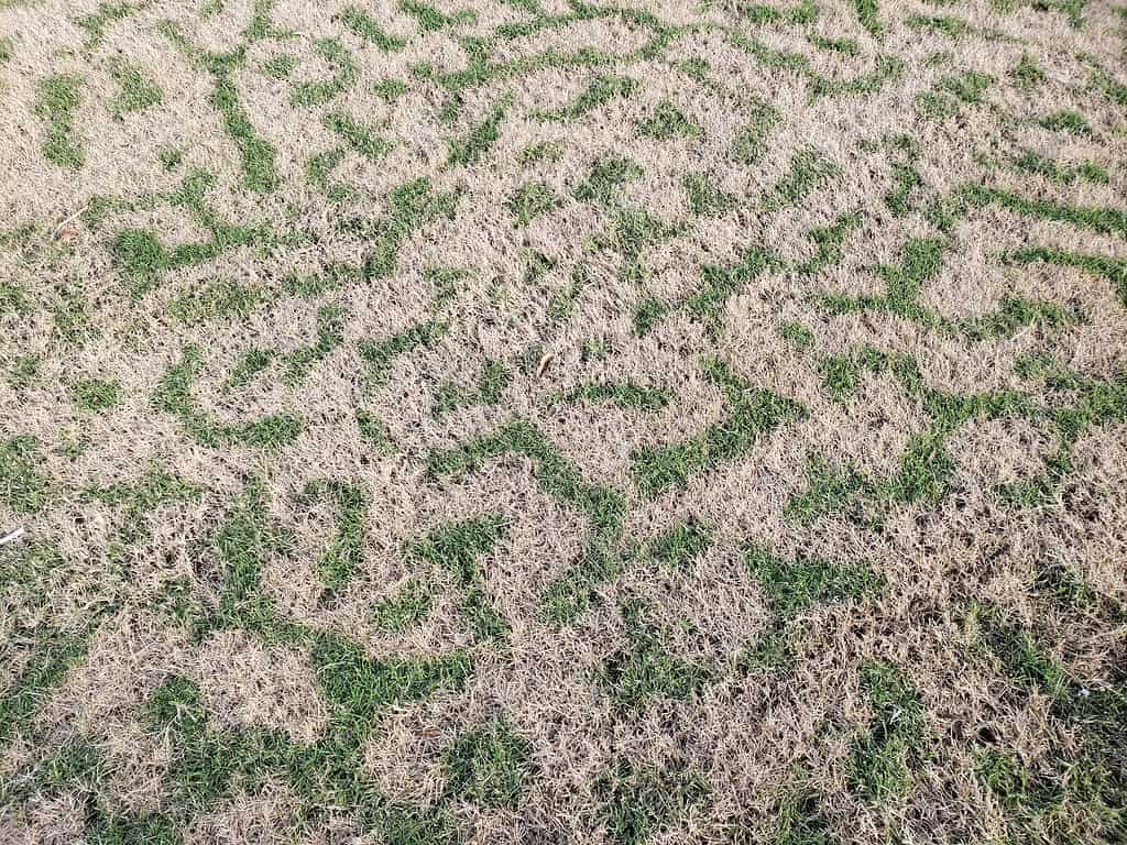 Bermudagrass in the process of becoming dormant.