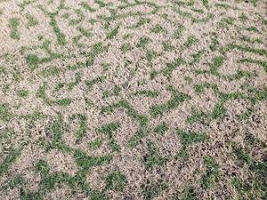 Dormant Grass vs. Dead Grass: Three Ways to Spot the Differences Picture