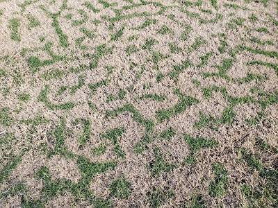 A Bermuda Grass in the Winter: 8 Helpful Tips as Your Lawn Turns Dormant and Brown