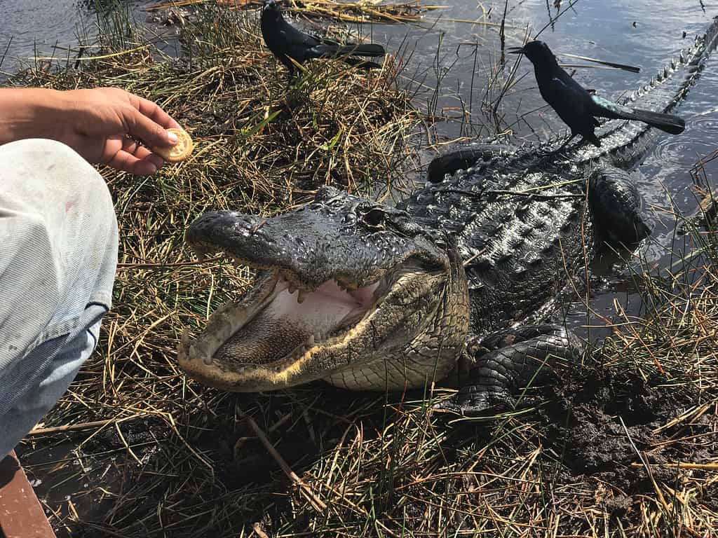 Feeding alligators is illegal and extremely dangerous.