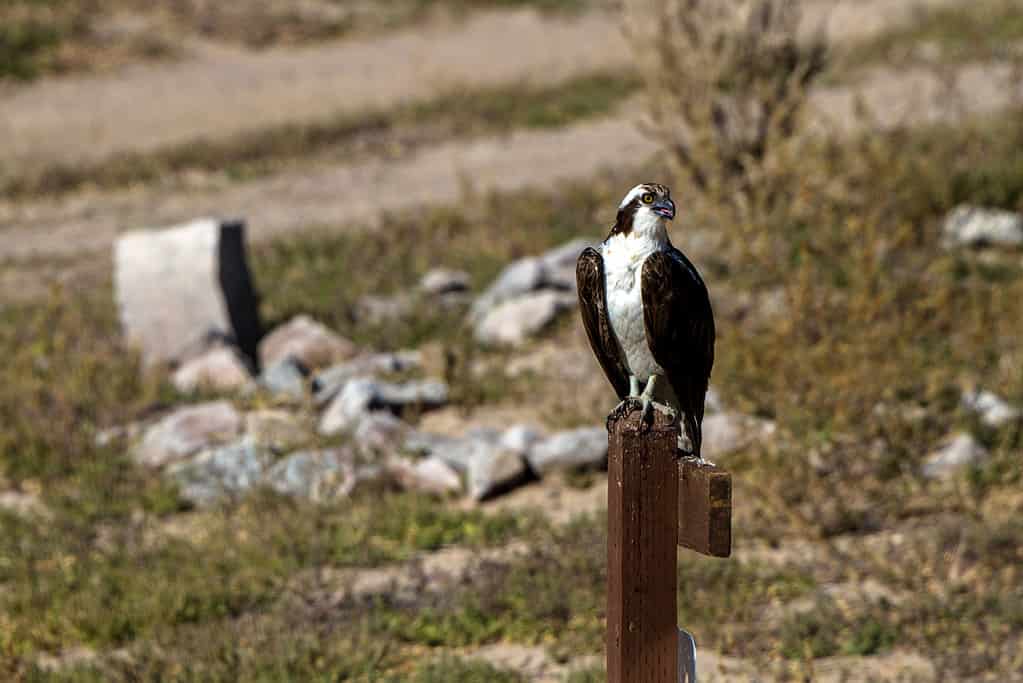 Juvenile Osprey in fall migration at Echo Canyon State Park in Nevada