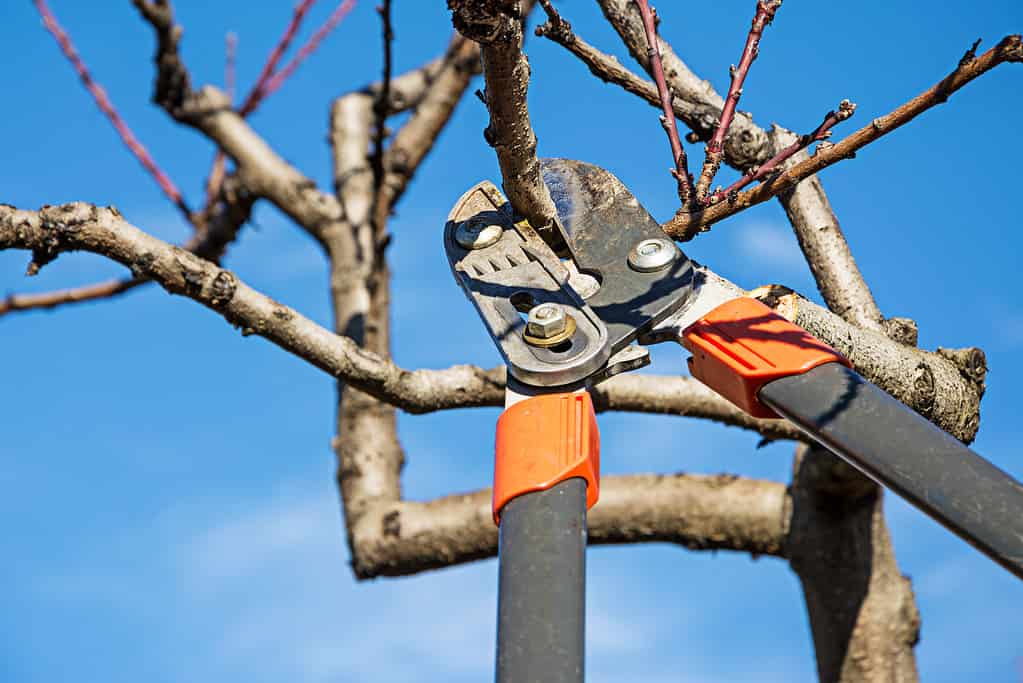 Pruning fruit tree with pruning shears.