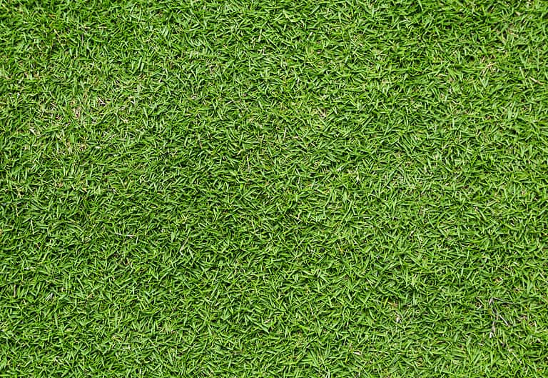 green short thick Bermuda grass lawn background