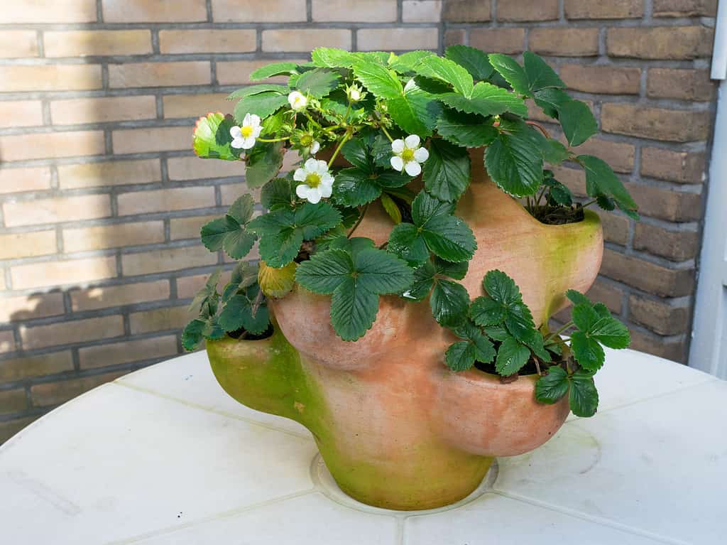 Flowering strawberry plants in terracotta pot