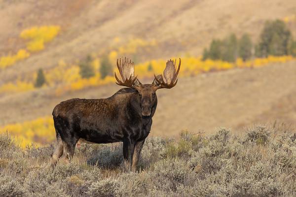 Bull Shiras Moose in Autumn