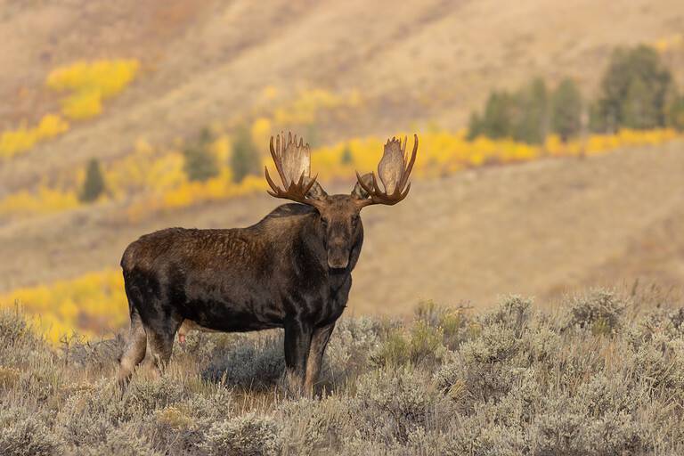 Moose Population: How Many Still Roam the World? - A-Z Animals