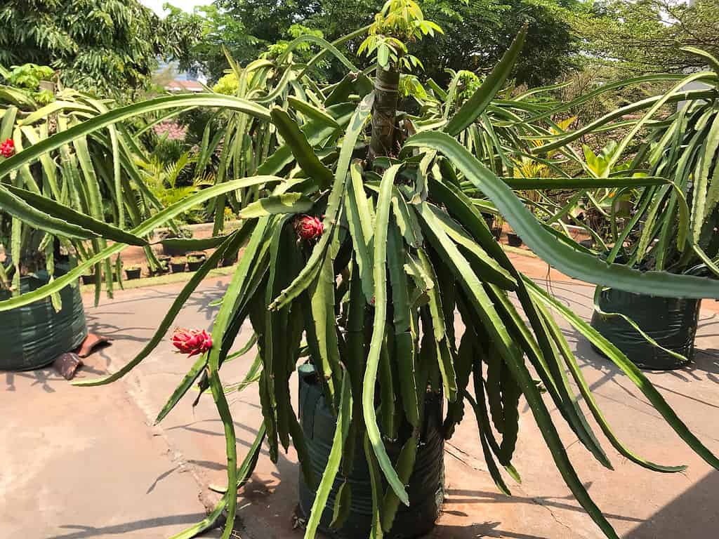 rather larger  dragon fruit planted in a pot