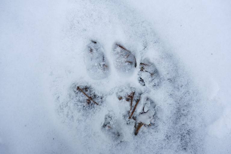 Mountain Lion Tracks Identification Guide for Snow, Mud, and More