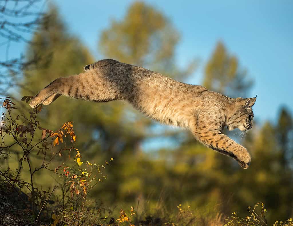 Bobcat leaping from rock to rock through forest