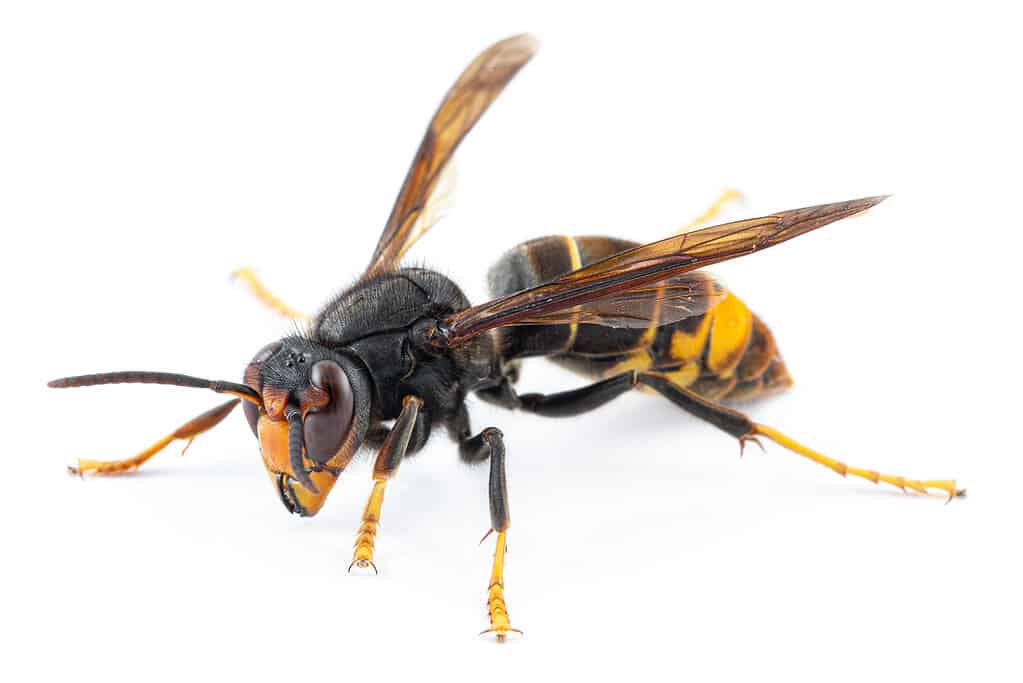 Asian Hornets have powerful stings. 