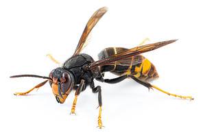 An Invasive and Dangerous Hornet Just Spotted In the United States For the First Time Ever Picture