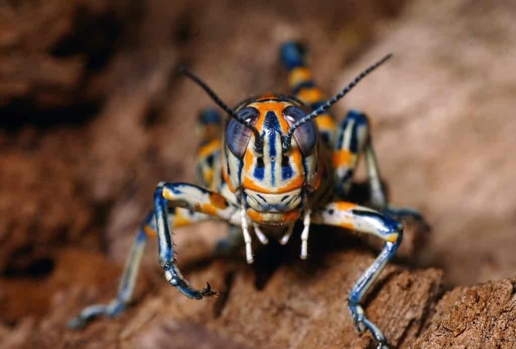 Cultures associate certain signs and meanings with seeing a grasshopper.