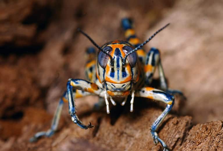 Rainbow grasshopper (Dactylotum bicolor)