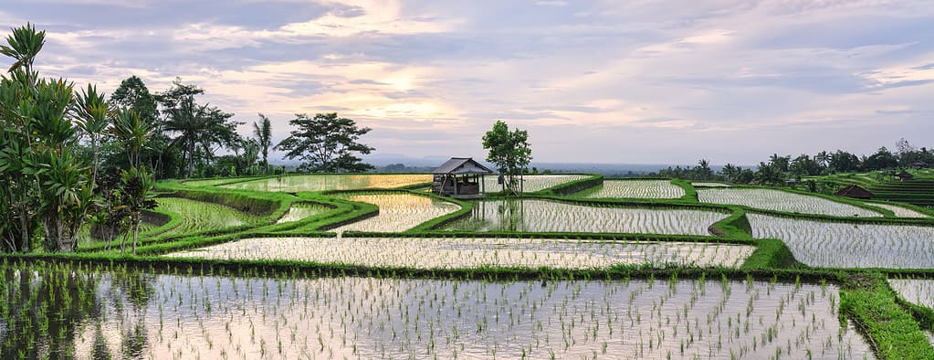 Stunning view of the Jatiluwih rice terrace fields with some farmer hut's. Jatiluwih rice fields are a series of rice paddies located in Tabanan Regency, North Bali, Indonesia.